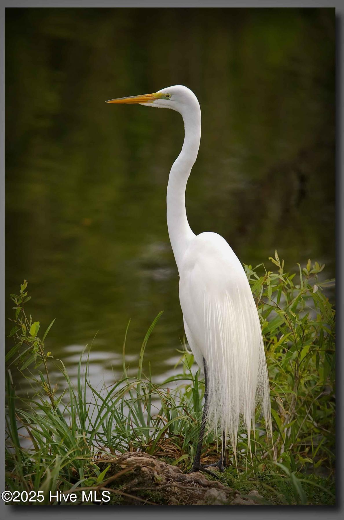 111 Jade Street Beaufort, NC 28516 - Photo 59 of 72 Nature abounds