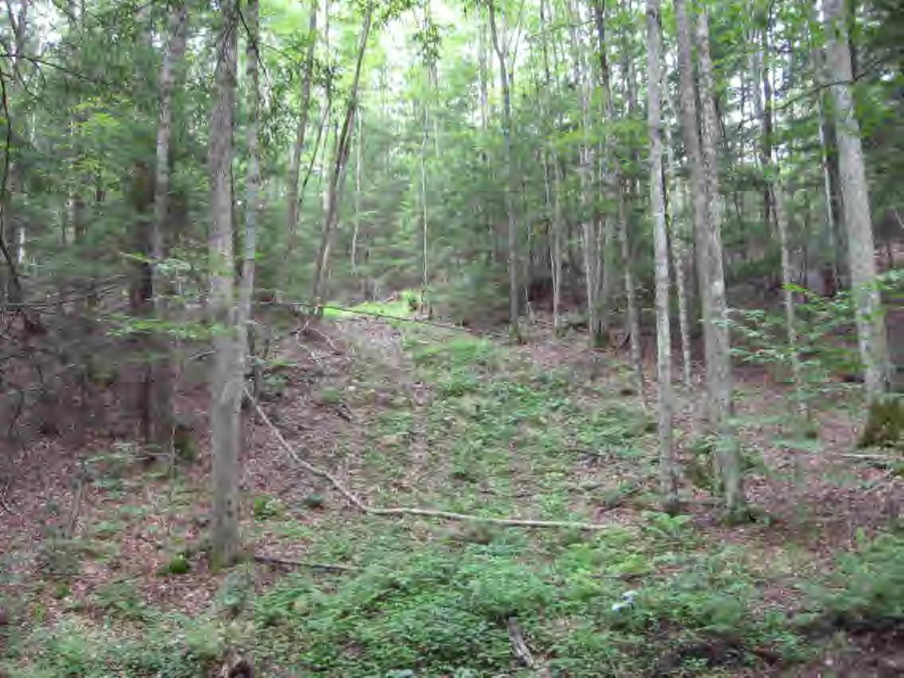 a view of a forest with trees in the background