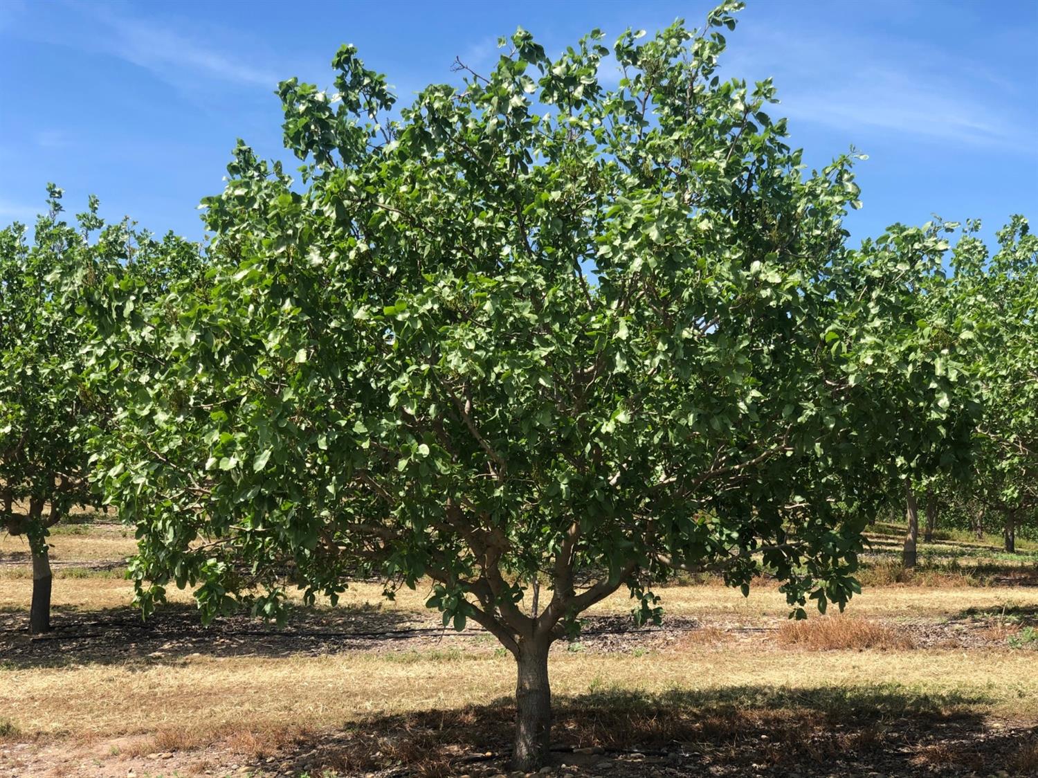 17981 Los Cerritos Road Snelling, CA 95369 - Photo 1 of 7