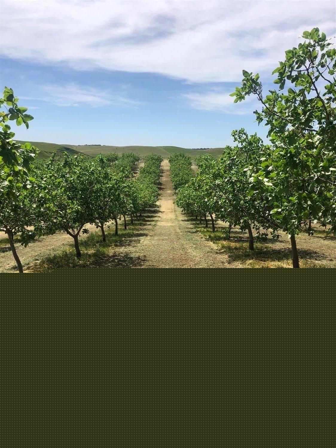 17981 Los Cerritos Road Snelling, CA 95369 - Photo 2 of 7