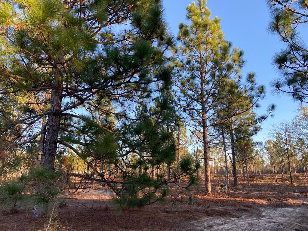 Lot 2-3) Lot 2-3) State Park Road Windsor, SC 29856 - Photo 3 of 10