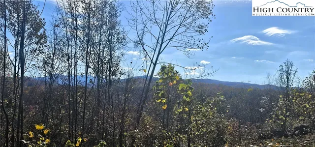 a view of a yard in a forest