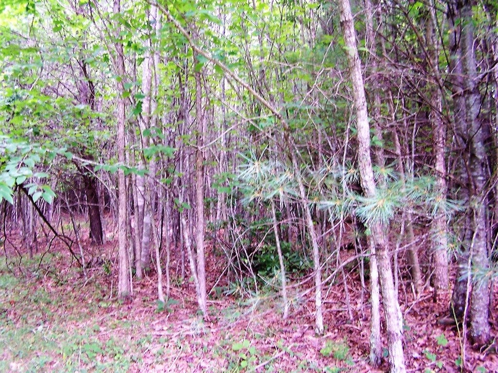 Lot 21 Two Rivers Trail, Unit 21 Independence, VA 24348 - Photo 15 of 27 Gallery Image 15