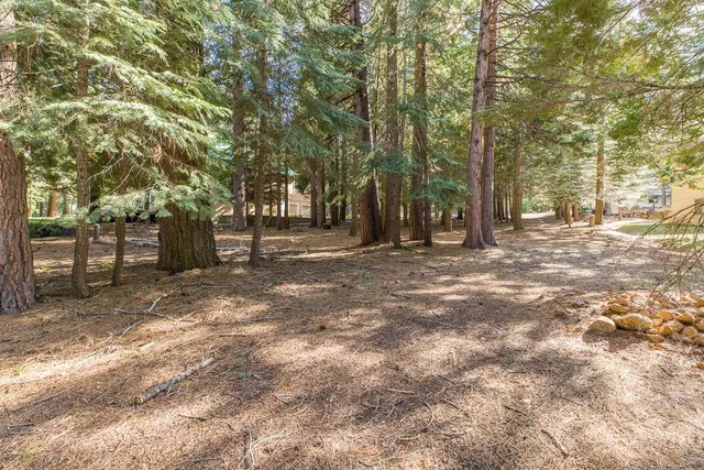 a row of trees with small trees