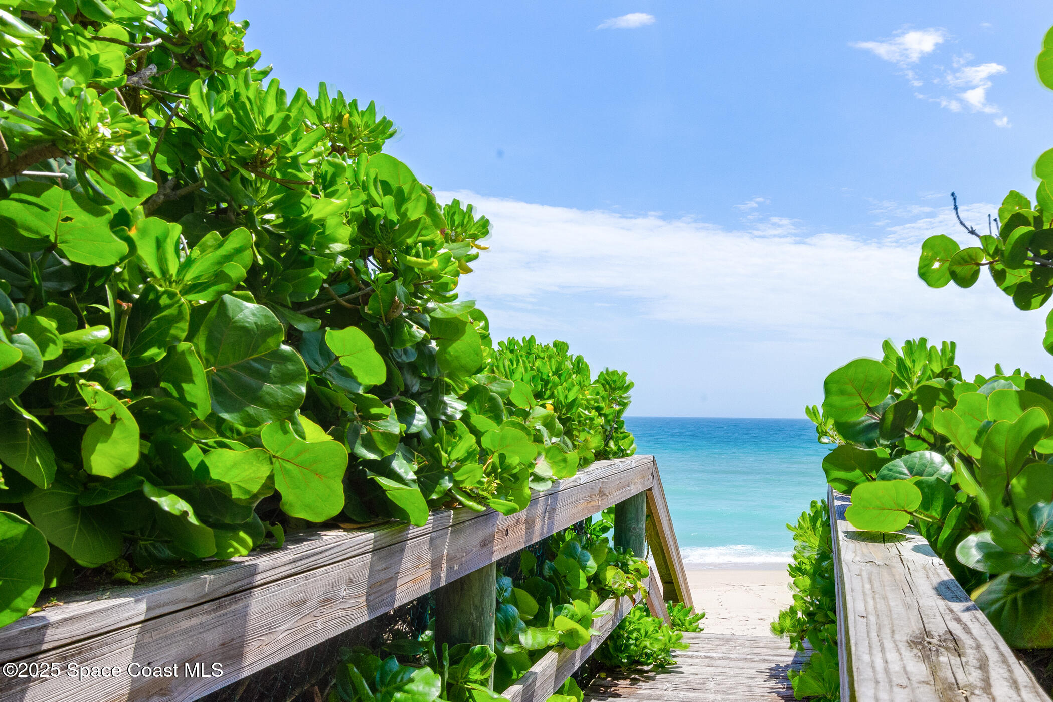 586 North Wickham Road, Unit 63 Melbourne, FL 32935 - Photo 59 of 83 a plant that is in front of a house