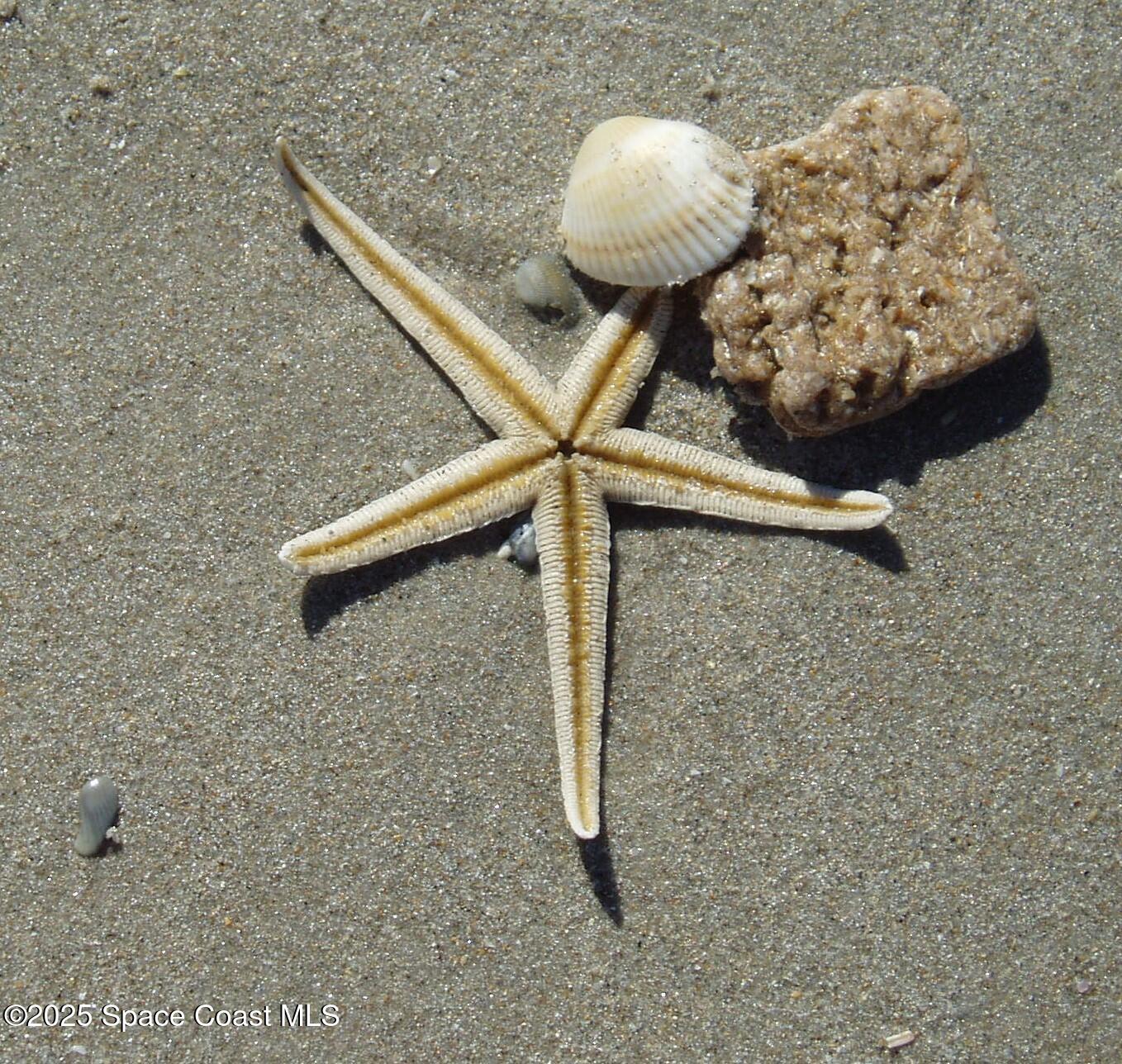 586 North Wickham Road, Unit 63 Melbourne, FL 32935 - Photo 66 of 83 Sea Shells