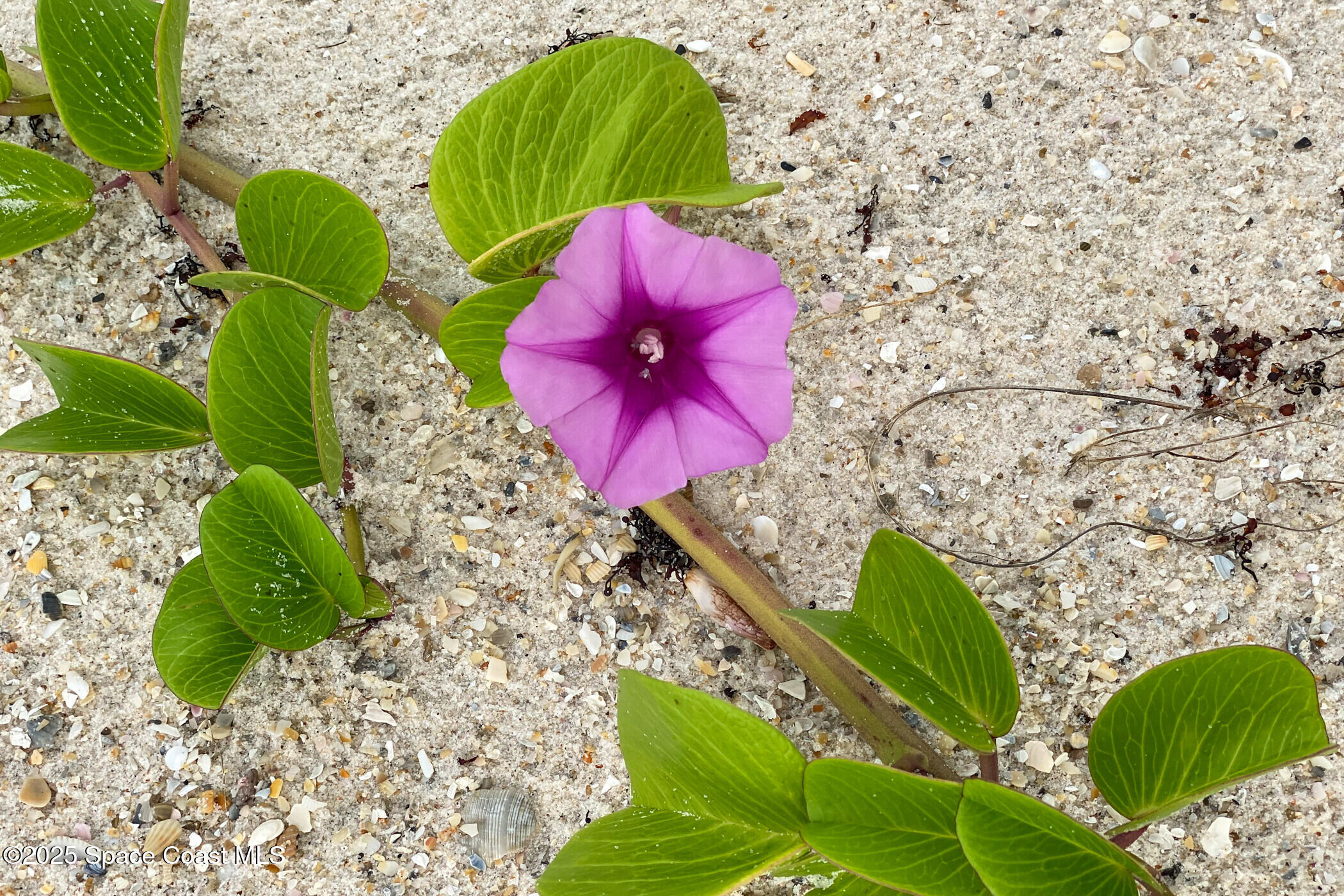 586 North Wickham Road, Unit 63 Melbourne, FL 32935 - Photo 67 of 83 57_Beaches303_mls