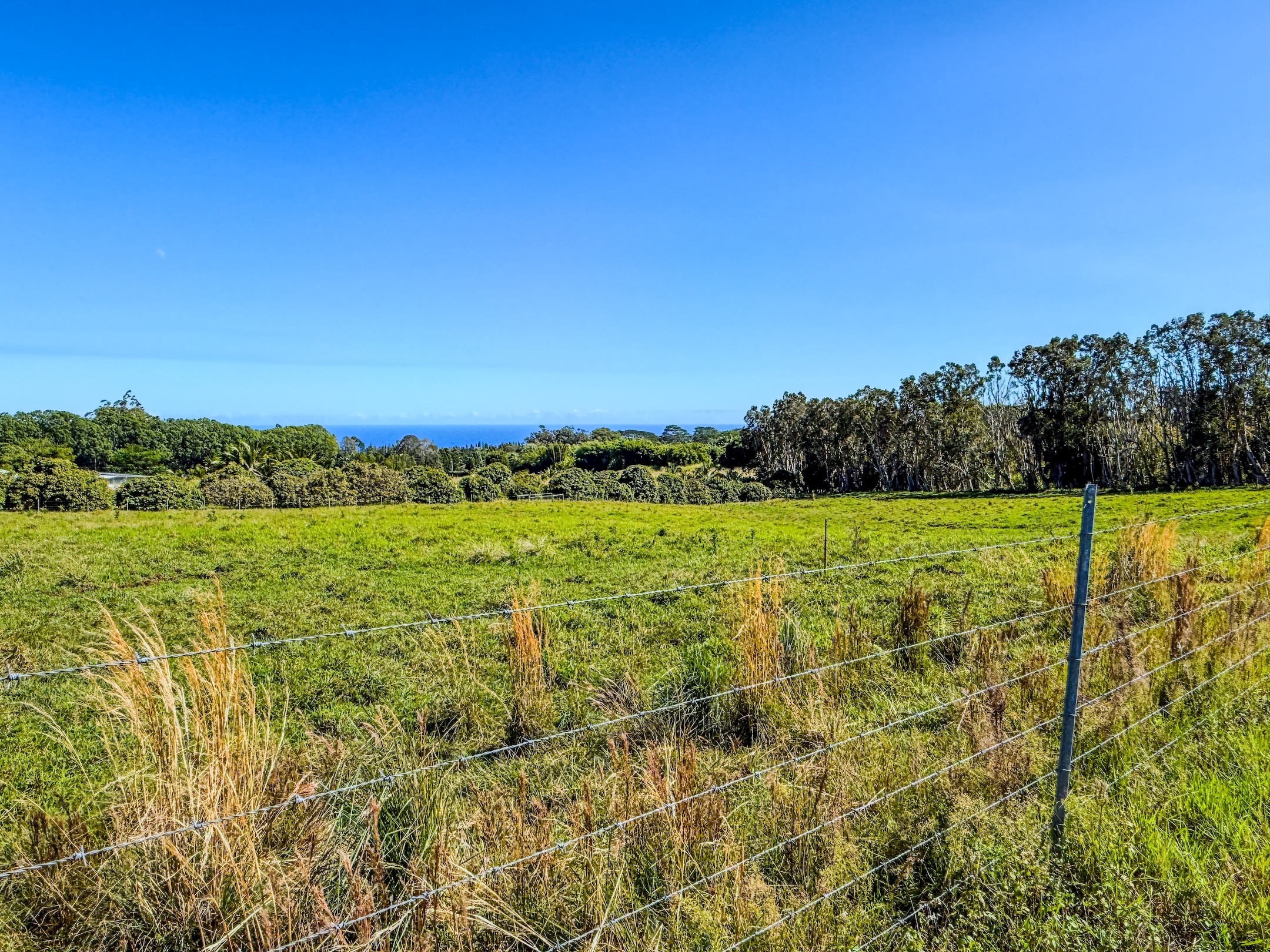 29-613 Lot Road Papaikou, HI 96781 - Photo 11 of 14 a view of an outdoor space and a yard