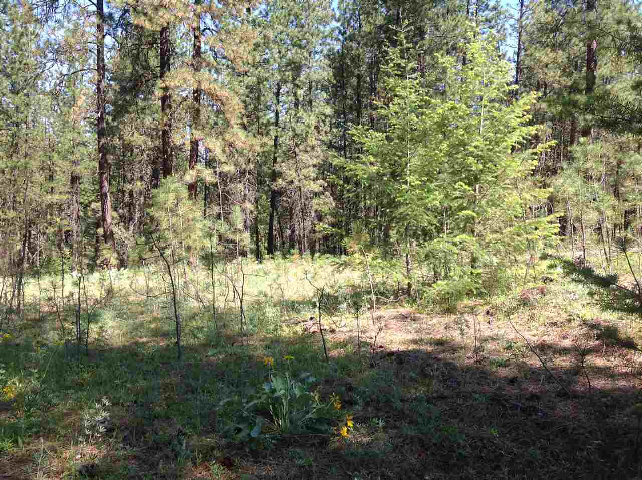 50-xx North Rail Canyon Road Springdale, WA 99173 - Photo 8 of 20 Gallery Image 8