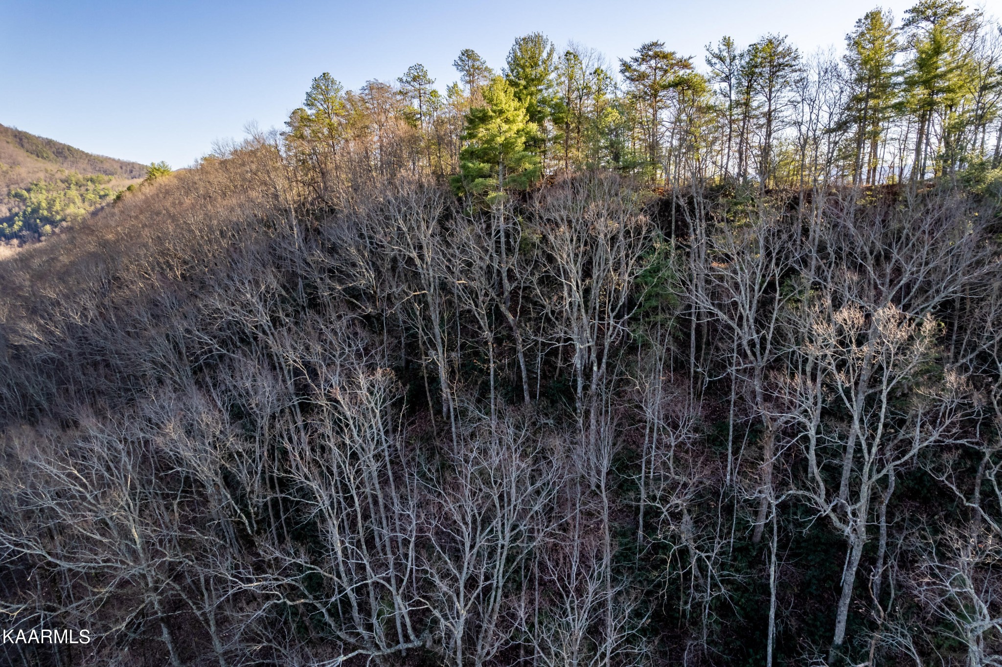 914 Wears Valley Road Townsend, TN 37882 - Photo 45 of 48 a view of a forest with a tree in the background