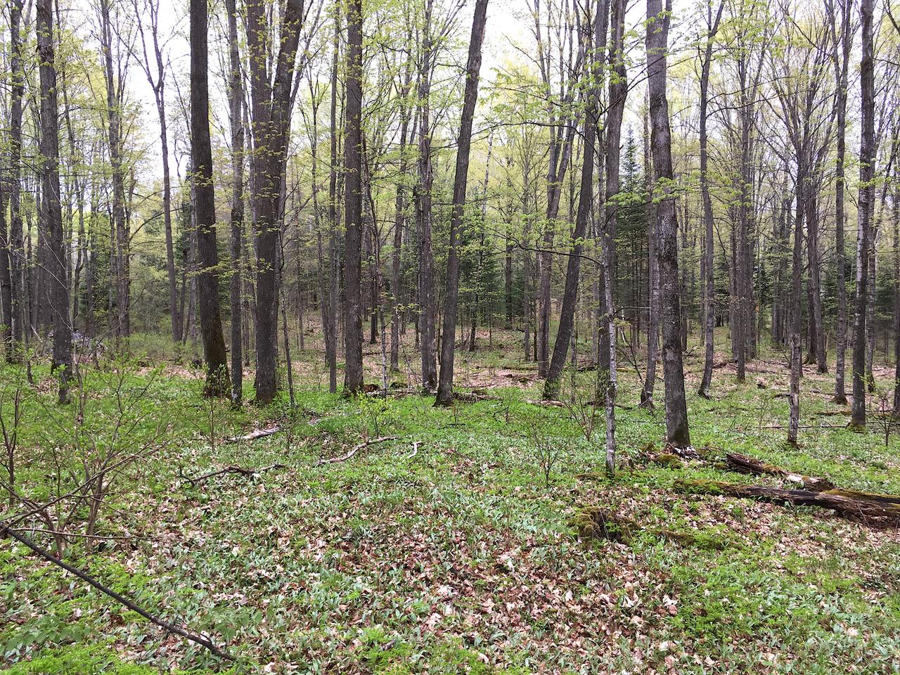 On Nicolet Hls Road Long Lake, WI 54542 - Photo 14 of 22 Gallery Image 14