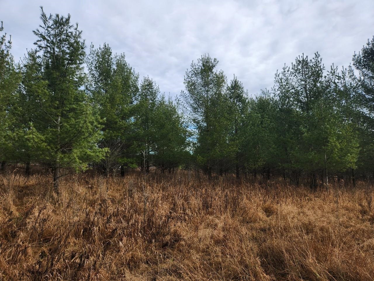 6473 Maple Hill Road Southwest Fife Lake, MI 49633 - Photo 5 of 18 Gallery Image 5