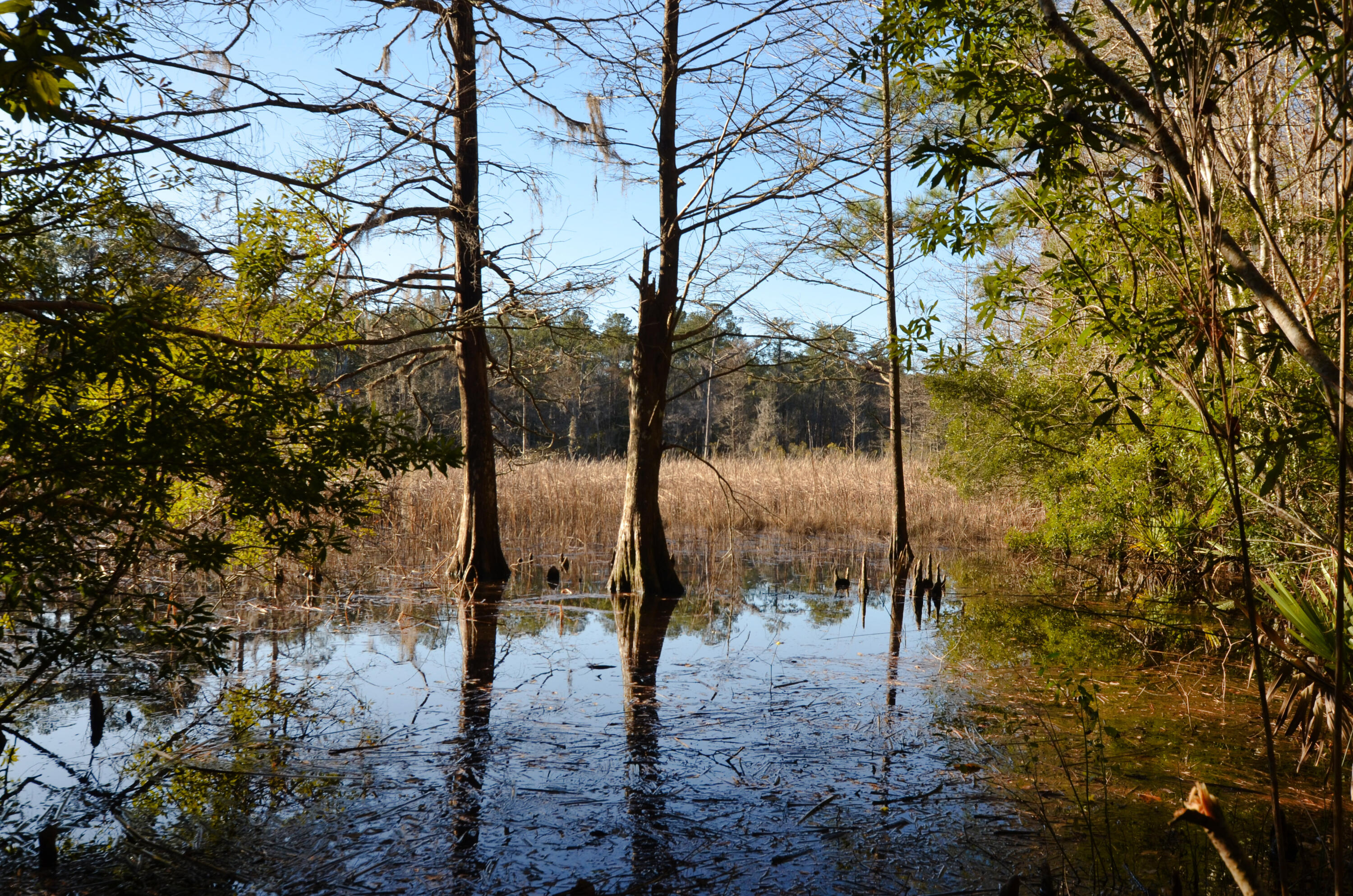 1883 Old Collins Creek Road McClellanville, SC 29458 - Photo 4 of 12 Waterfront