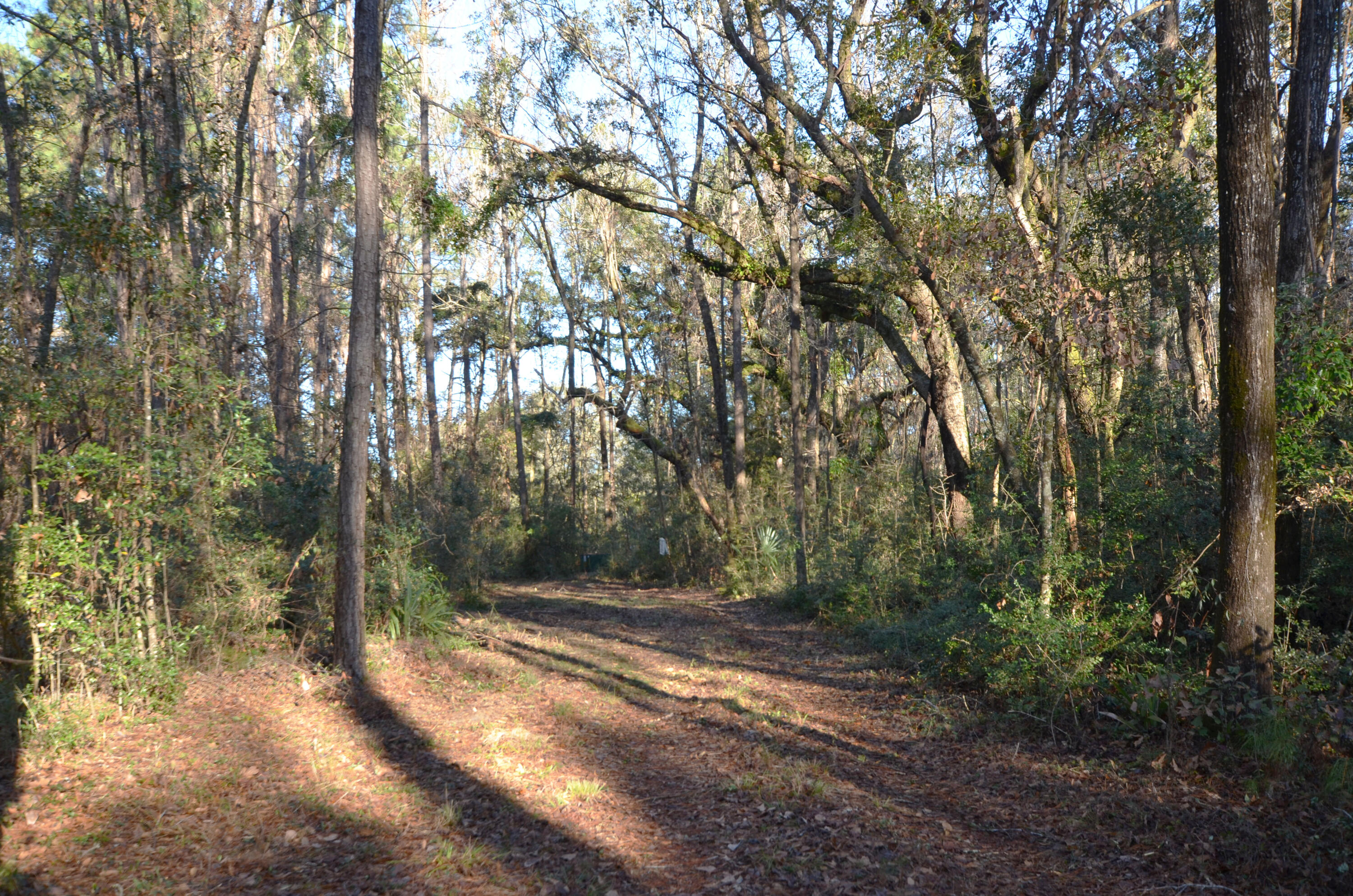 1883 Old Collins Creek Road McClellanville, SC 29458 - Photo 6 of 12 Driveway