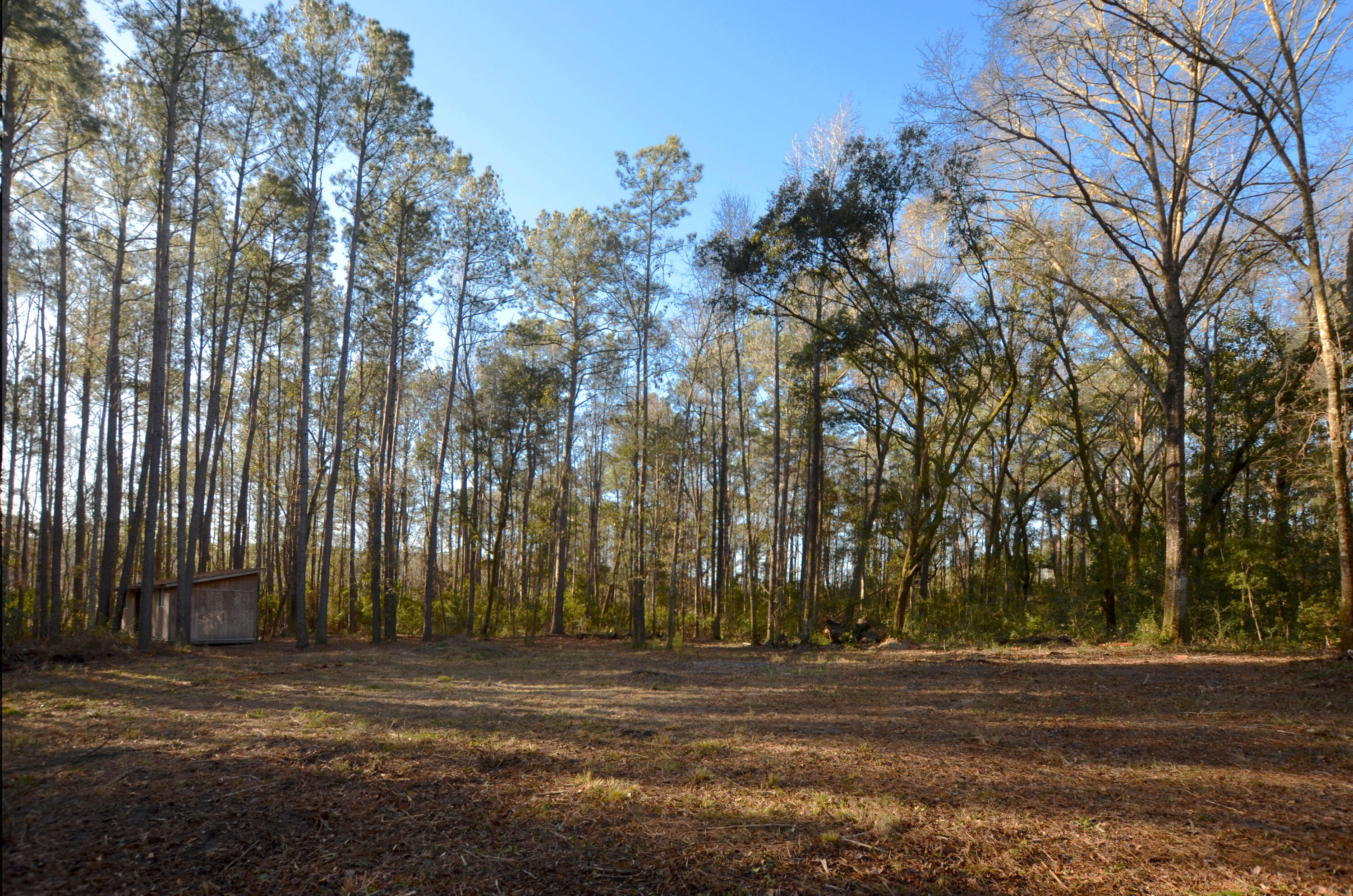 1883 Old Collins Creek Road McClellanville, SC 29458 - Photo 7 of 12 clearing