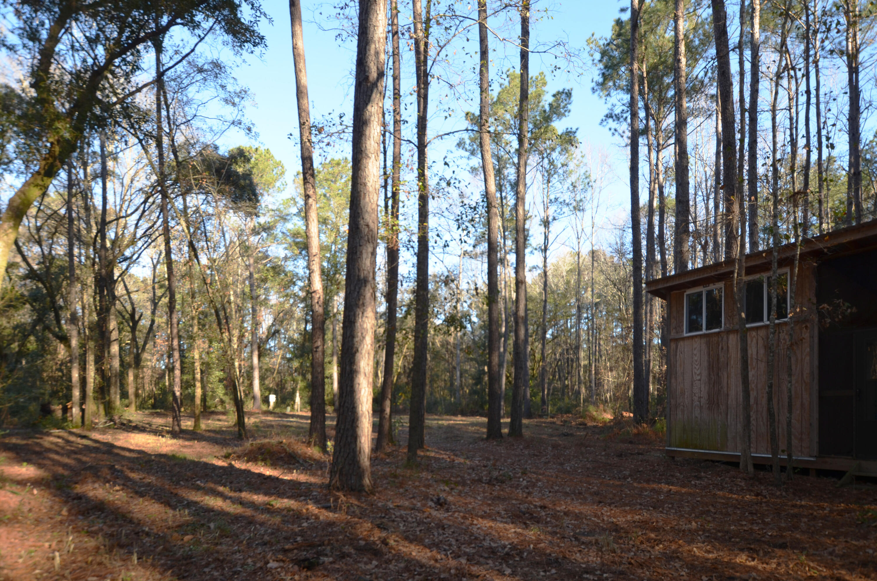 1883 Old Collins Creek Road McClellanville, SC 29458 - Photo 8 of 12 Clearing with Cabin