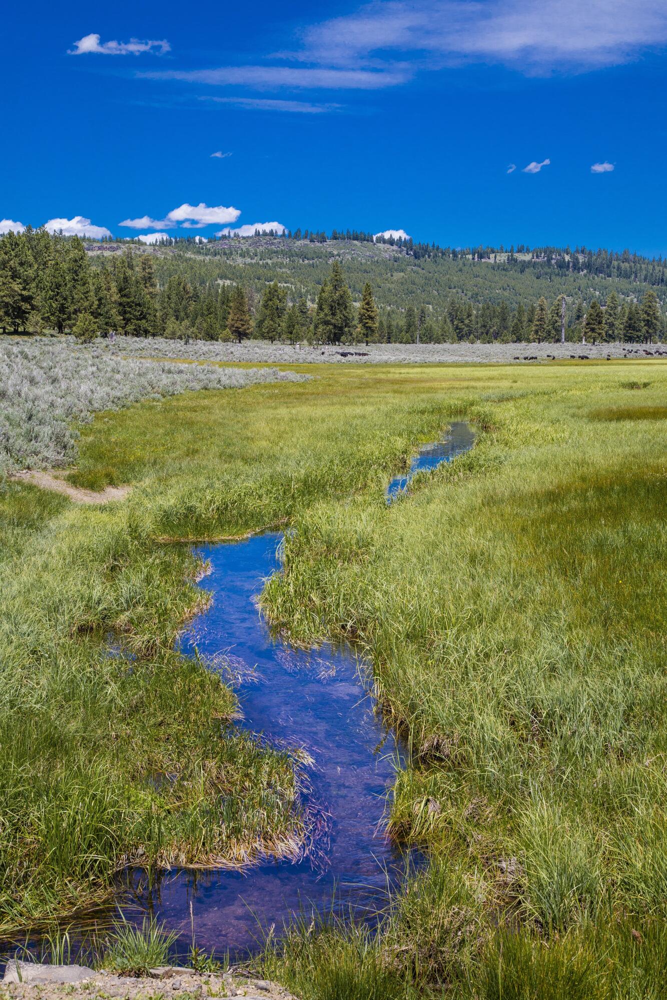 0 Fishhole Creek Road Bly, OR 97622 - Photo 28 of 38 creek running through ranch meadow orego