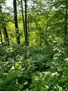 $60,000 | Xxx Pinewood Court, Browerville, MN 56438