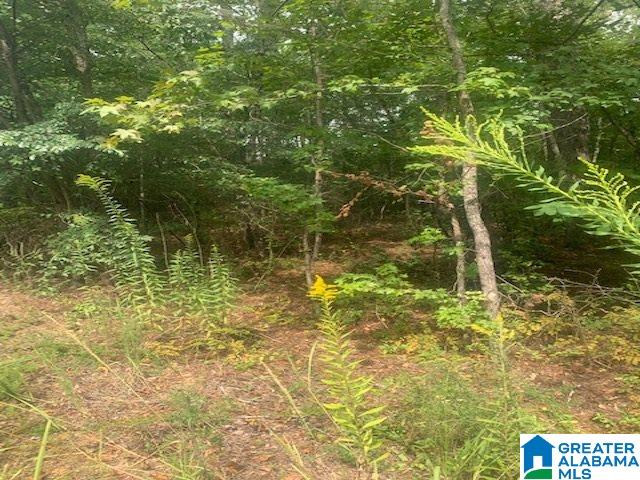 0 Jones Road Alpine, AL 35014 - Photo 3 of 7