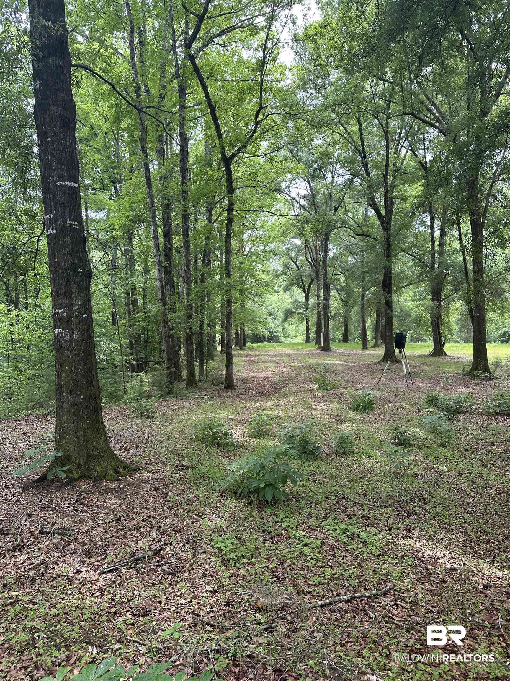 0 East Bethlehem Road Jackson, AL 36545 - Photo 1 of 1 Green Field