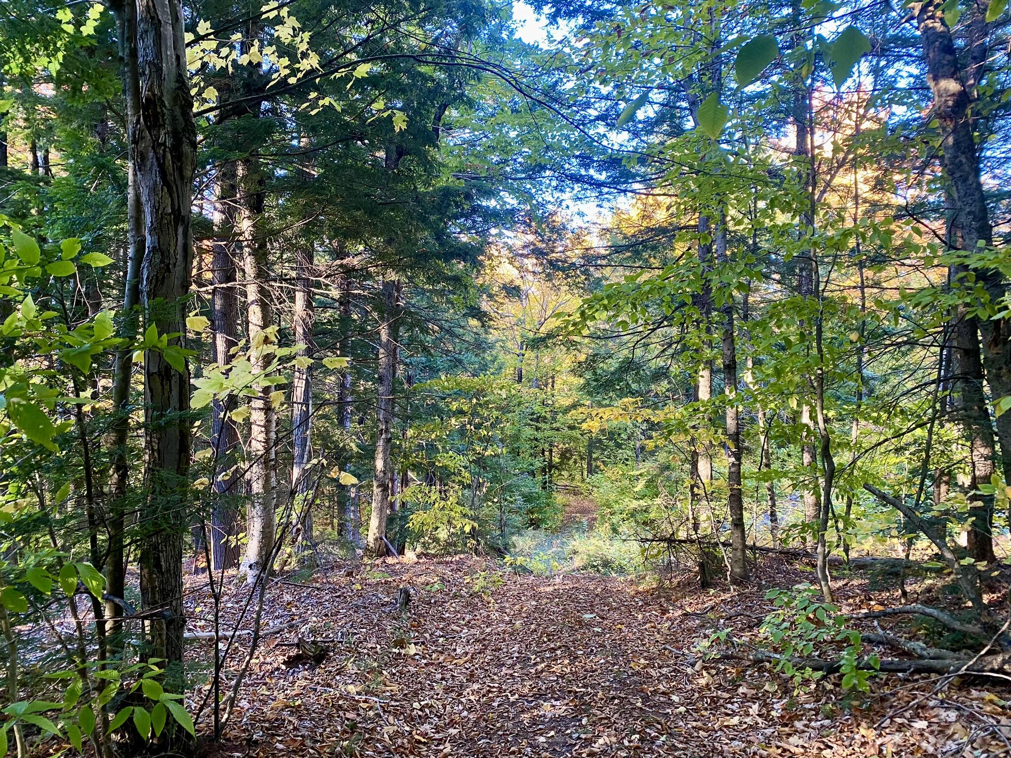 2-4 Willis Bean Road Center Conway, NH 03813 - Photo 19 of 63 IMG_9048