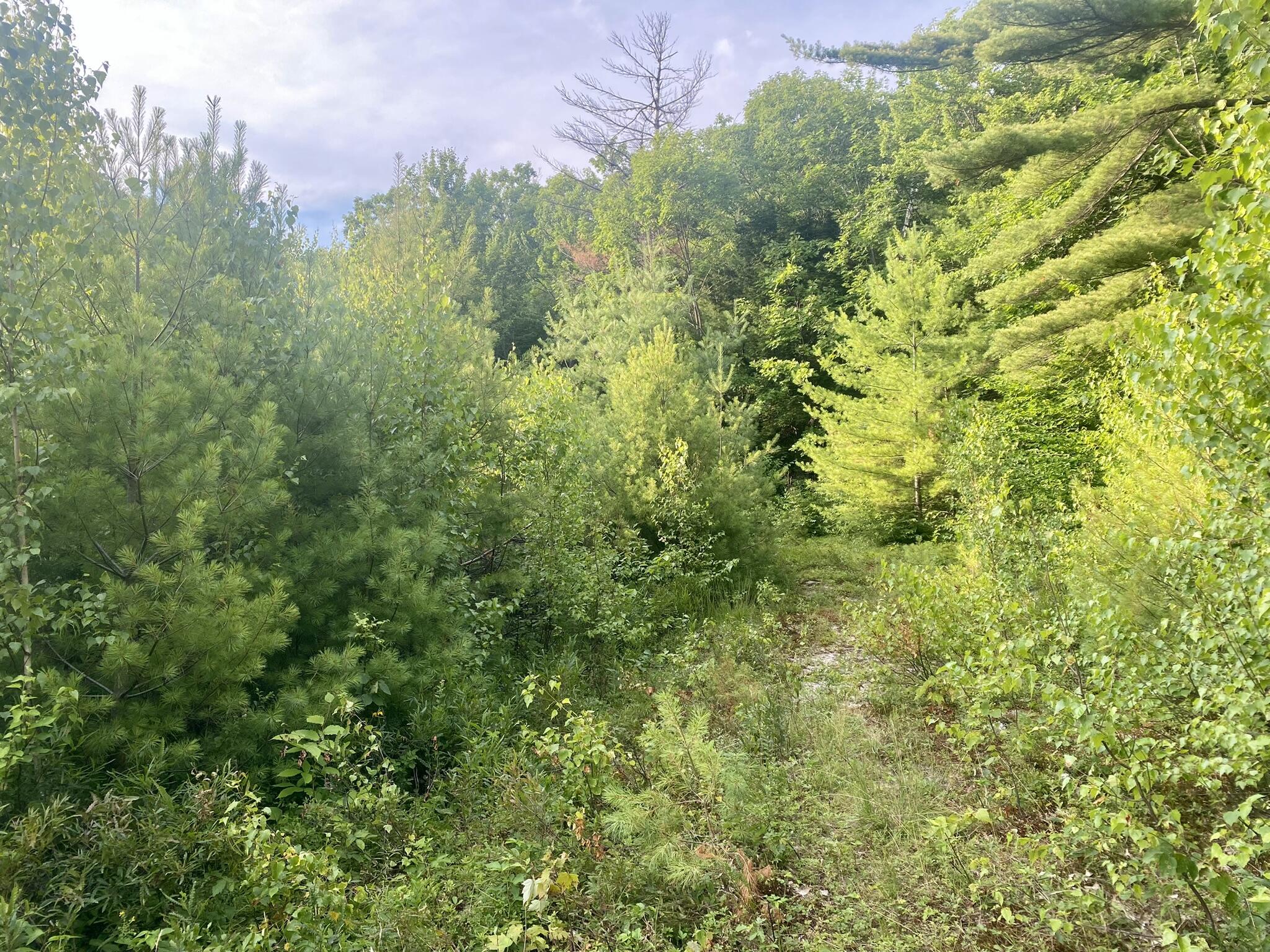 2-4 Willis Bean Road Center Conway, NH 03813 - Photo 33 of 63 IMG_7555