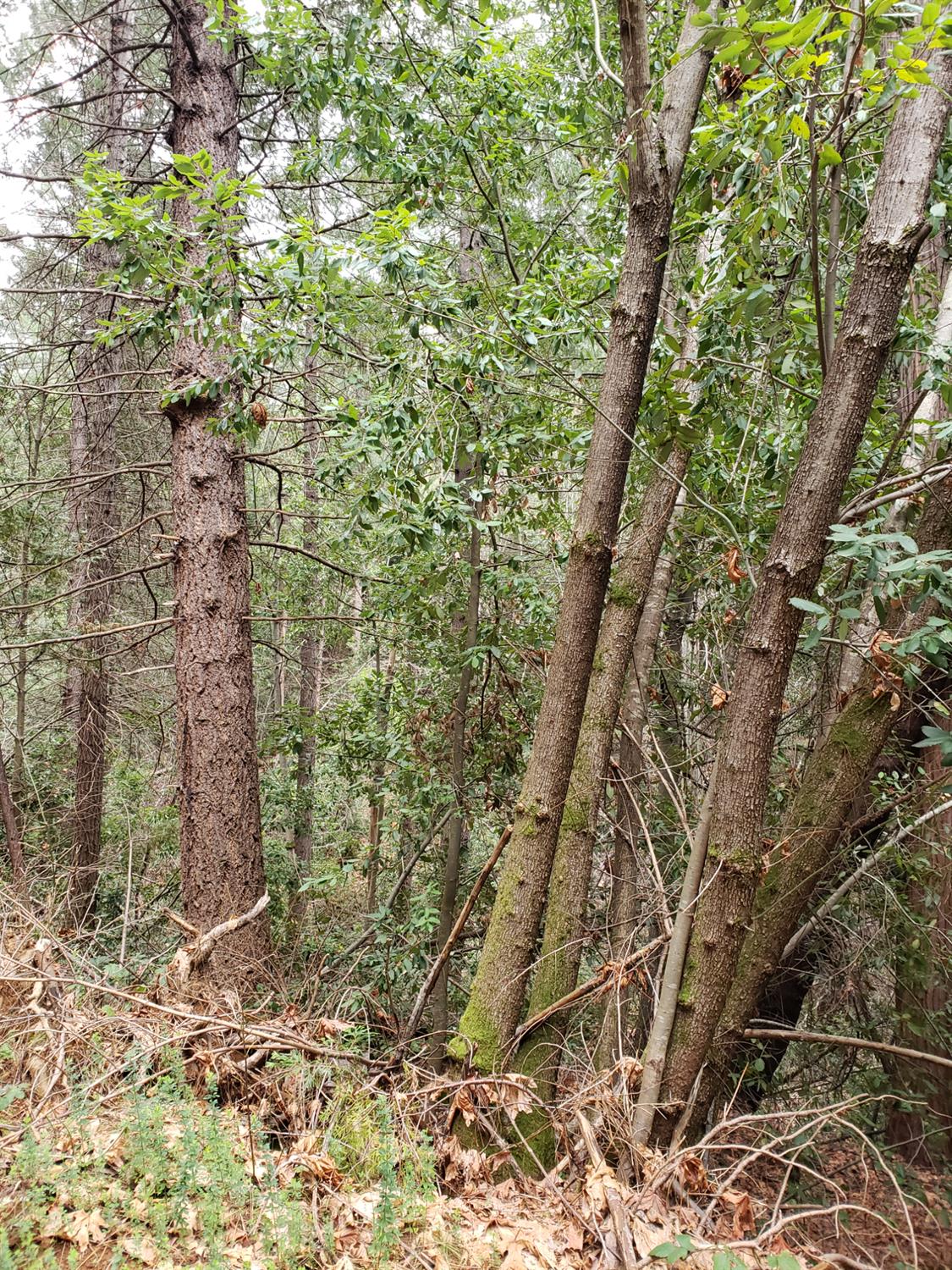 10012 La Porte Road Challenge, CA 95925 - Photo 11 of 12