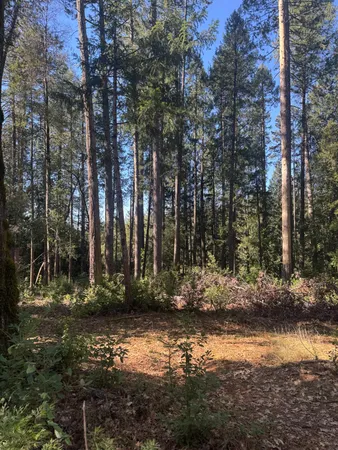 a view of a forest with trees