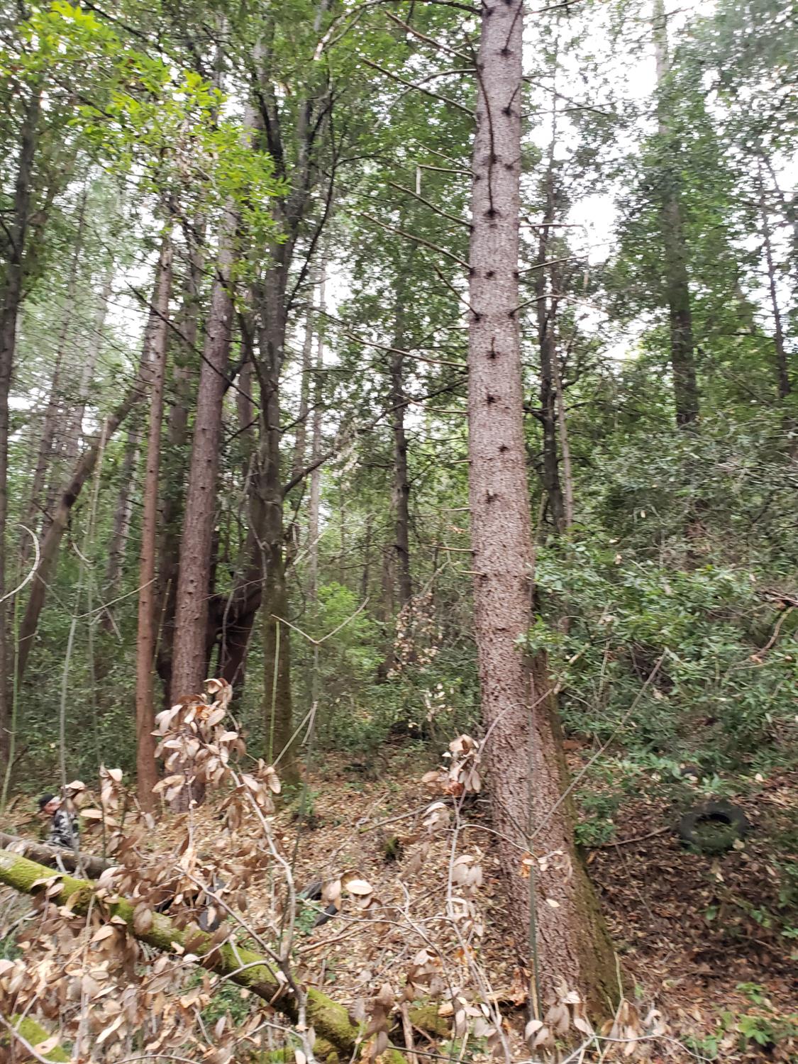 10012 La Porte Road Challenge, CA 95925 - Photo 5 of 12