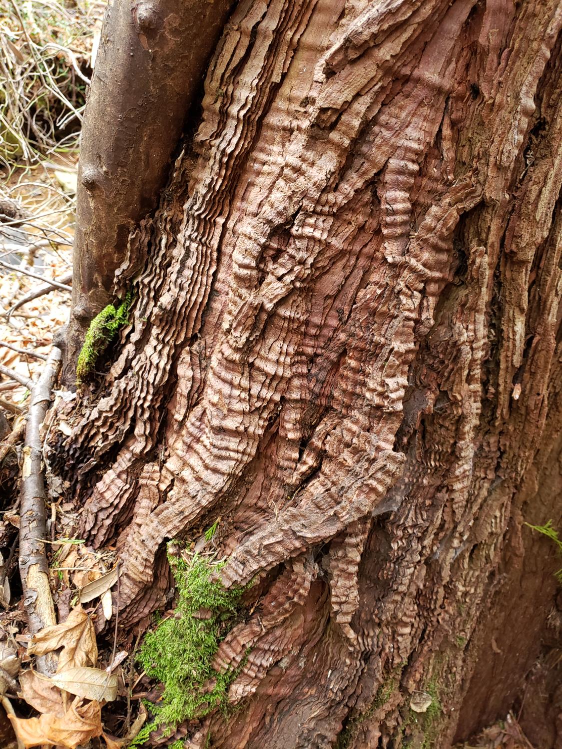 10012 La Porte Road Challenge, CA 95925 - Photo 6 of 12