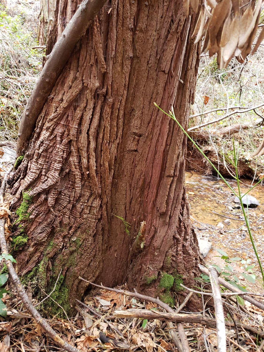 10012 La Porte Road Challenge, CA 95925 - Photo 7 of 12