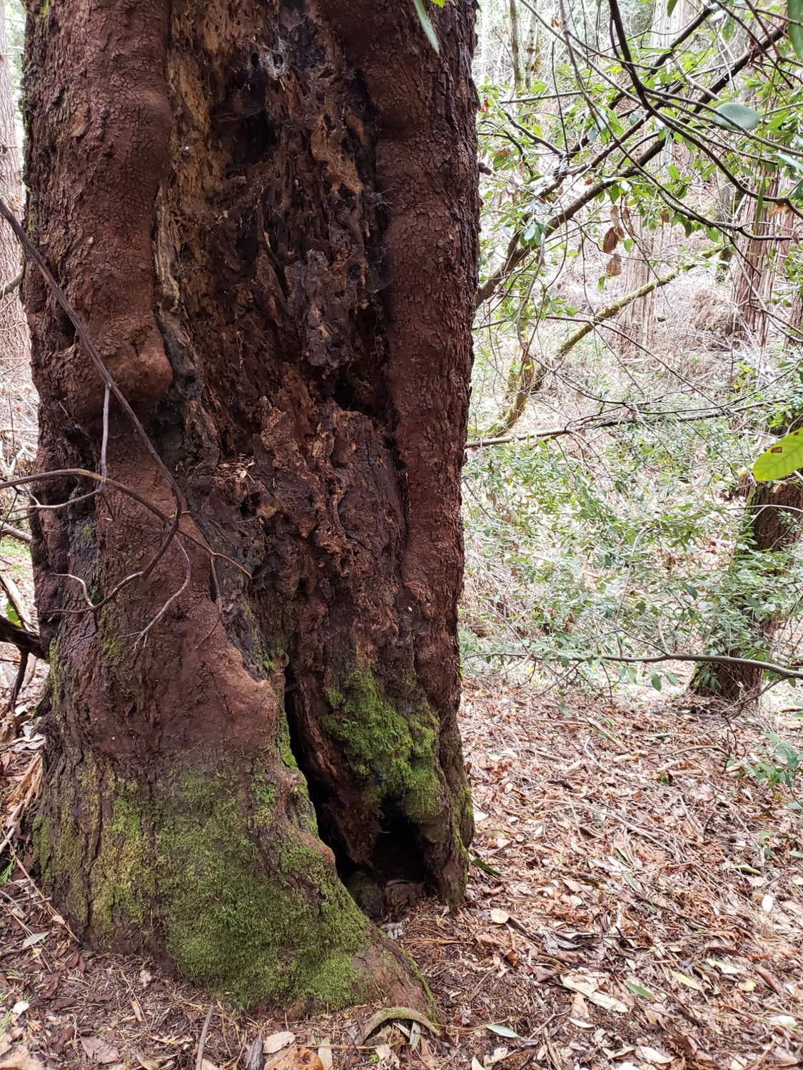 10012 La Porte Road Challenge, CA 95925 - Photo 8 of 12