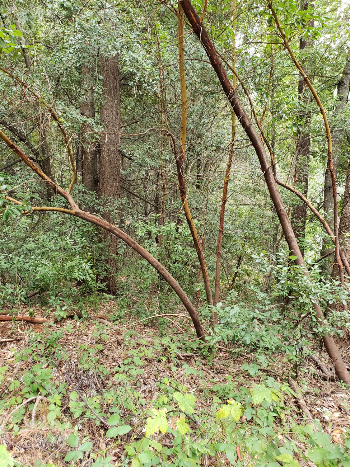 10012 La Porte Road Challenge, CA 95925 - Photo 9 of 12