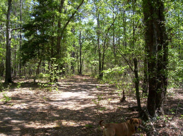 0 Ocean Road Holly Ridge, NC 28445 - Photo 1 of 10 Primary Photo