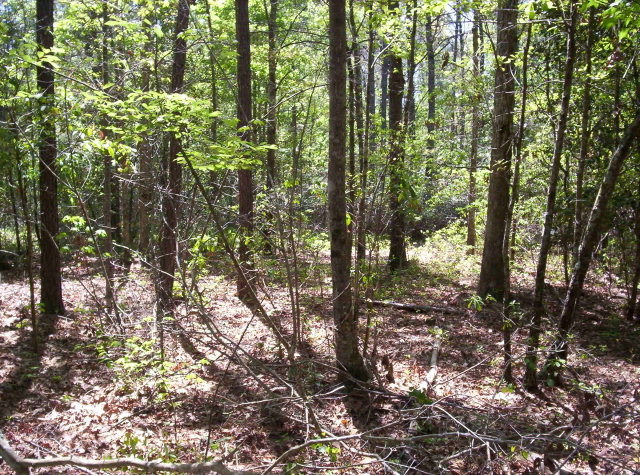 0 Ocean Road Holly Ridge, NC 28445 - Photo 3 of 10 Additional Photo