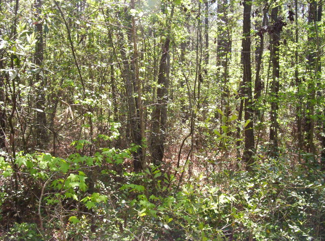 0 Ocean Road Holly Ridge, NC 28445 - Photo 7 of 10 Additional Photo