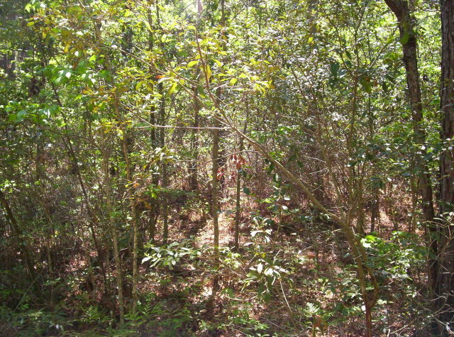 0 Ocean Road Holly Ridge, NC 28445 - Photo 8 of 10 Additional Photo
