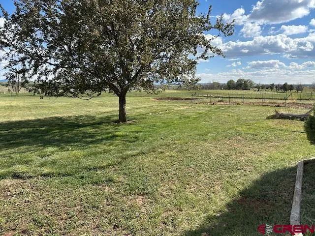 a view of a large trees with lawn chairs