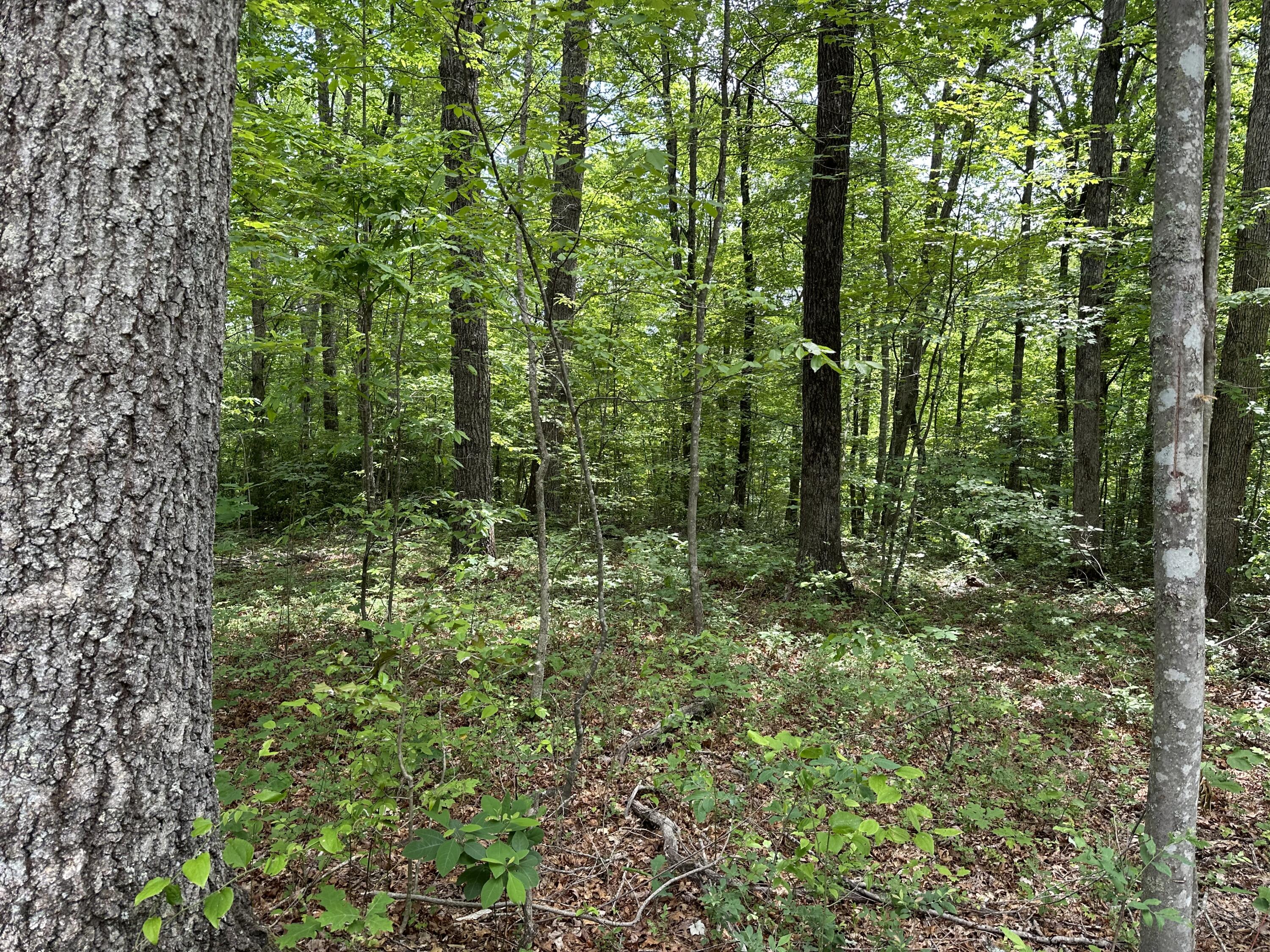 10 Bozeman Road Corbin, KY 40701 - Photo 18 of 30 IMG_6241