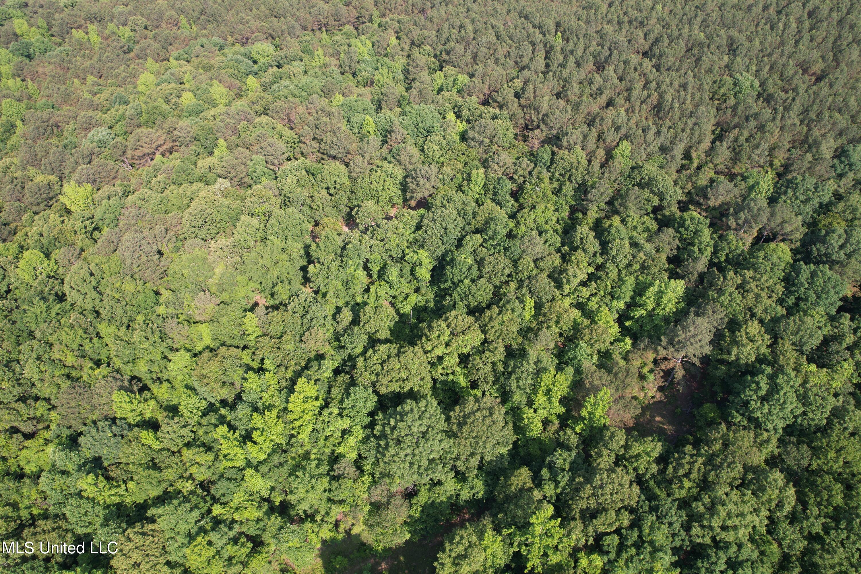 Taylor Rd Road Taylor, MS 38673 - Photo 6 of 8 DJI_0214