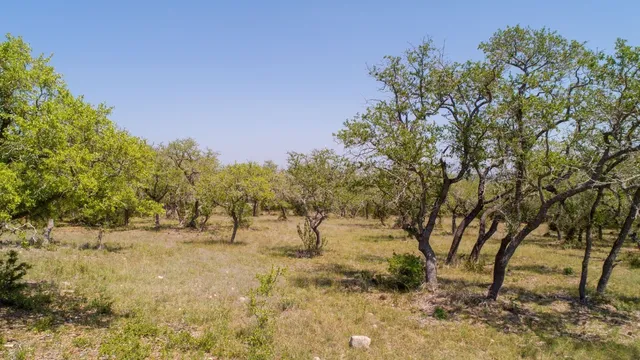 a view of a city with tall trees
