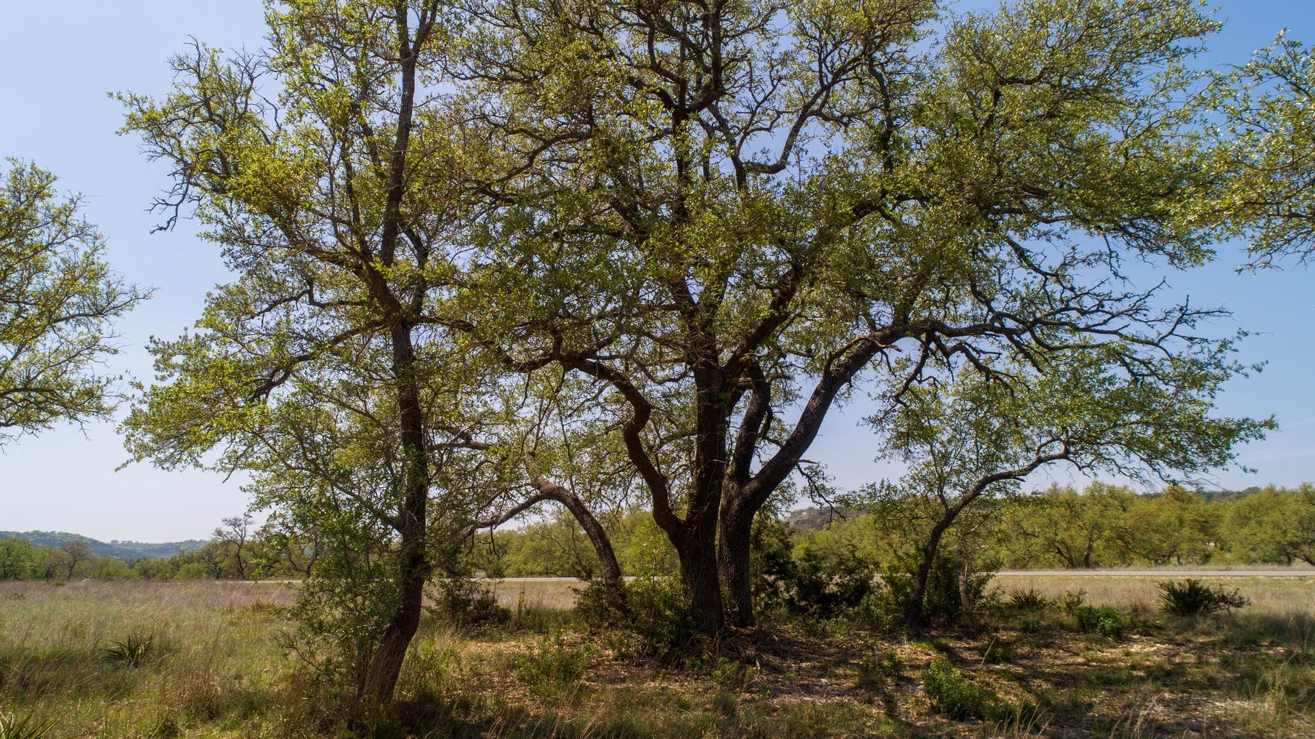 101 Bluff Ridge Trail Blanco, TX 78606 - Photo 34 of 40