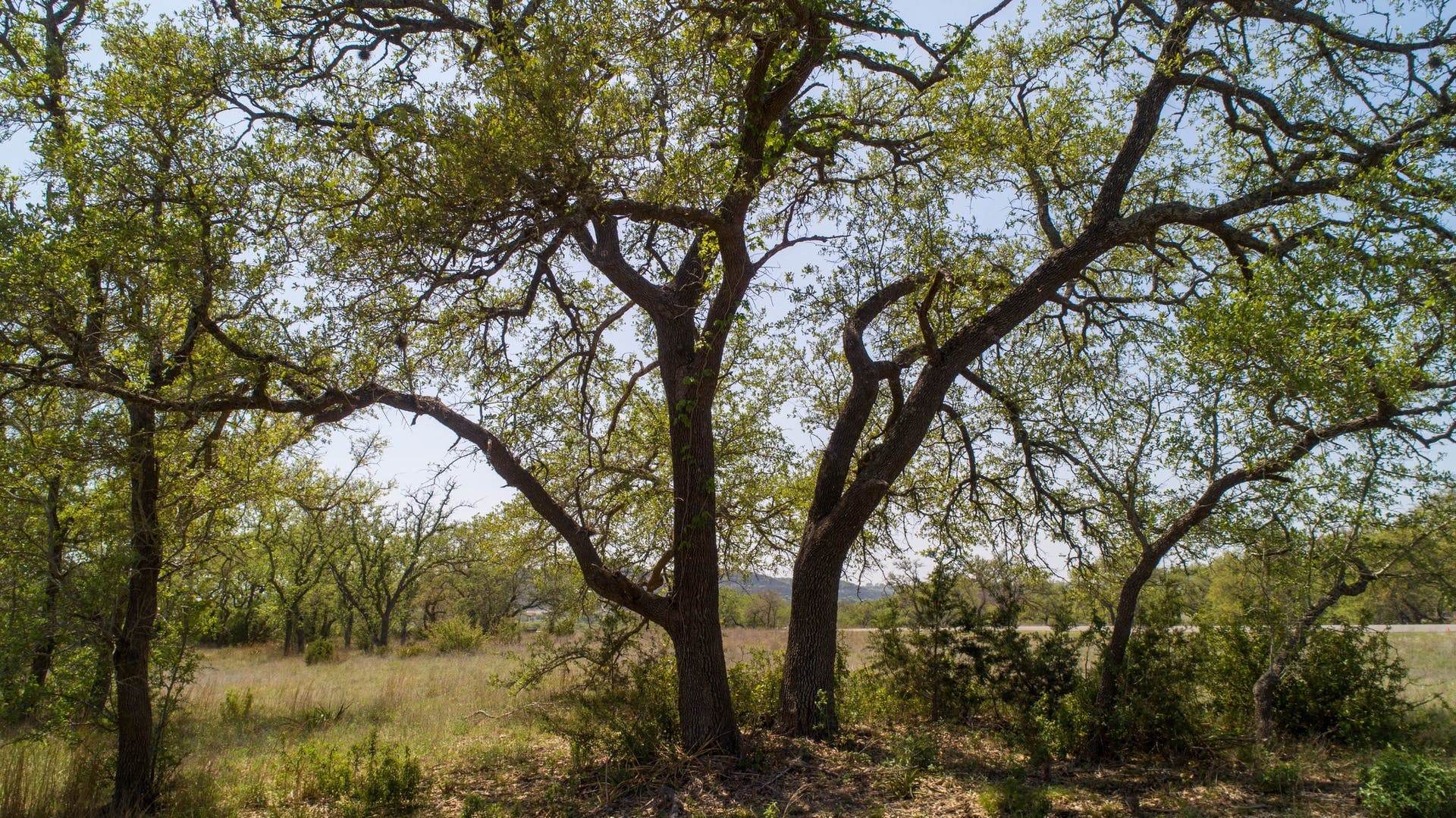 101 Bluff Ridge Trail Blanco, TX 78606 - Photo 35 of 40