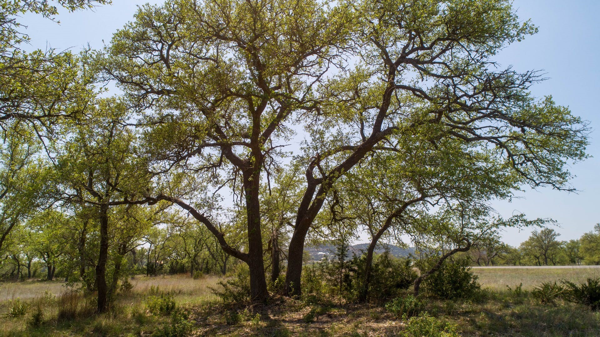 101 Bluff Ridge Trail Blanco, TX 78606 - Photo 7 of 40