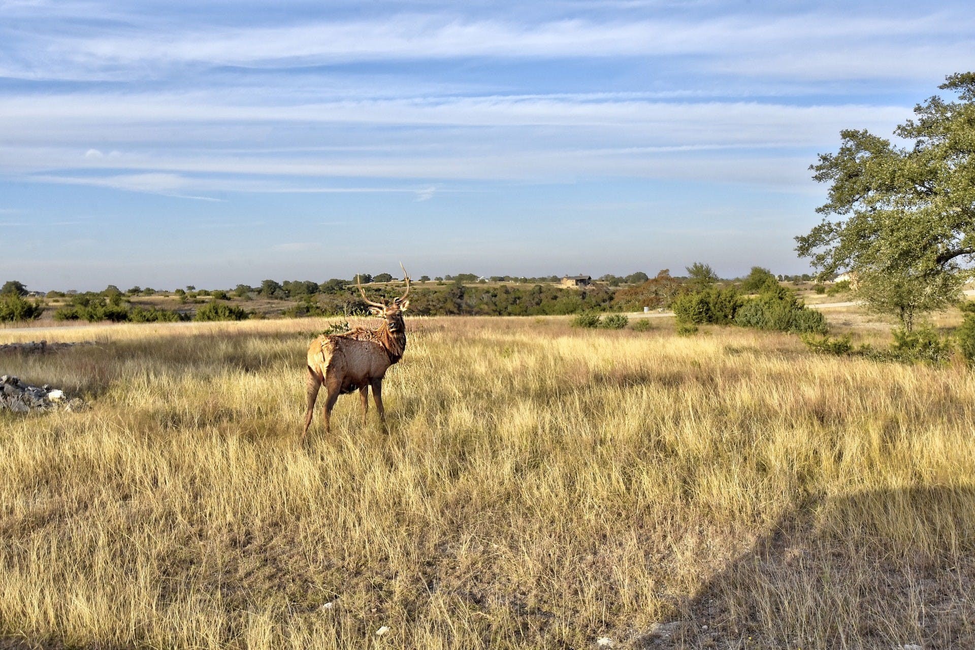 101 Bluff Ridge Trail Blanco, TX 78606 - Photo 9 of 40