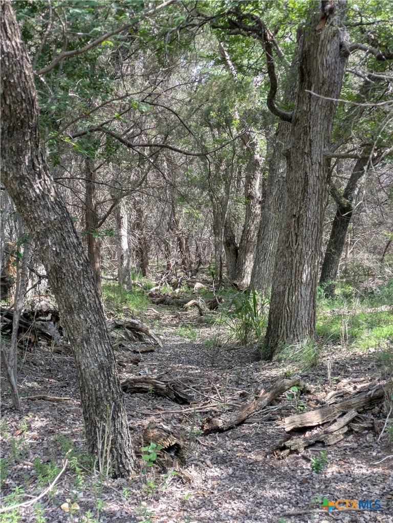 1 County Road 4390 Kempner, TX 76539 - Photo 6 of 12 a view of outdoor space and tree
