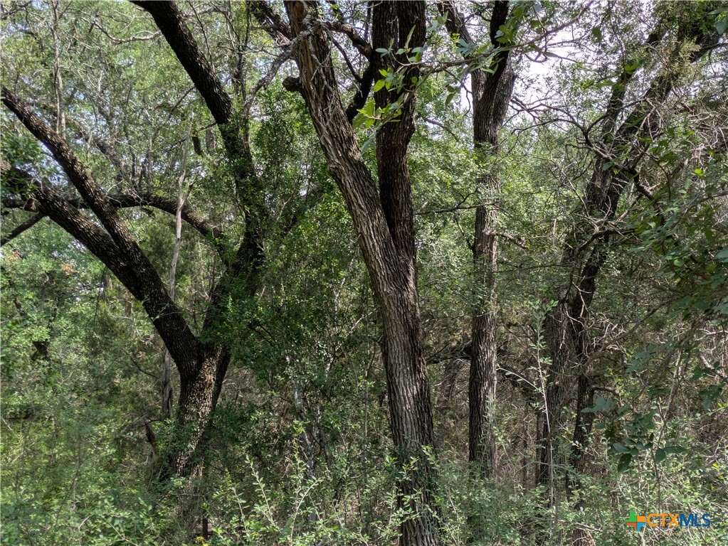 1 County Road 4390 Kempner, TX 76539 - Photo 8 of 12 a view of a forest with trees in front of it