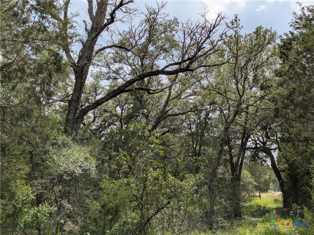 1 County Road 4390 Kempner, TX 76539 - Photo 9 of 12 a picture of tree