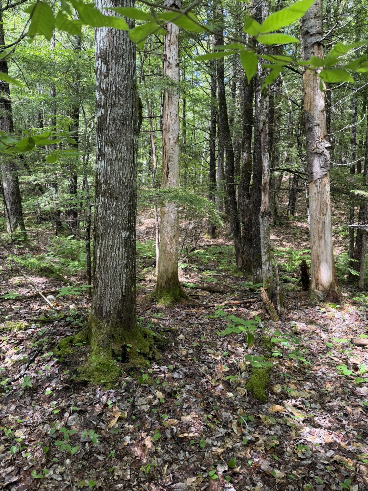 Lot 44 Rolfe Road Harrison, ME 04040 - Photo 19 of 21 IMG_1115
