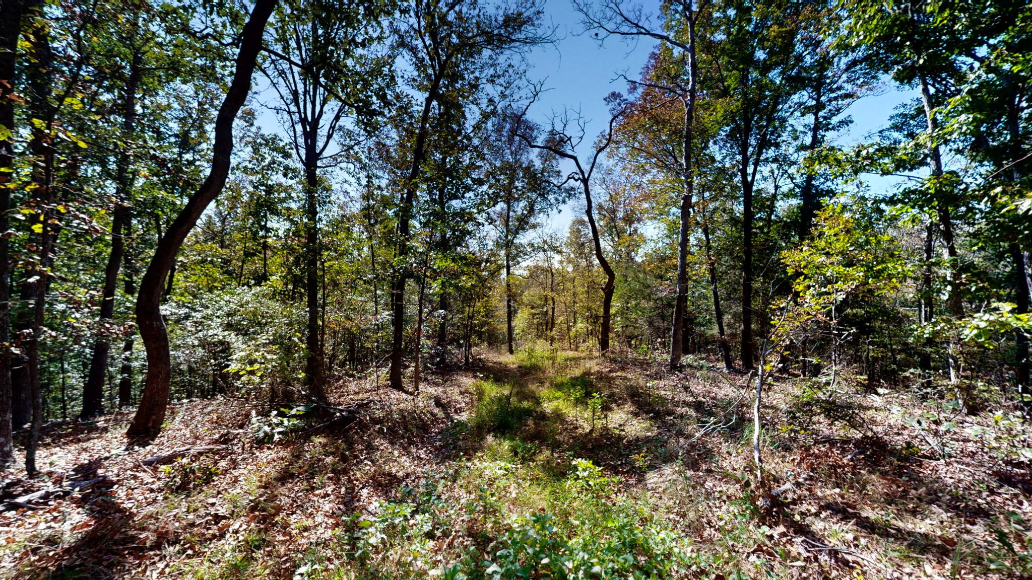 234 Bazzie Dock Road Dover, TN 37058 - Photo 13 of 47 a view of a forest with trees